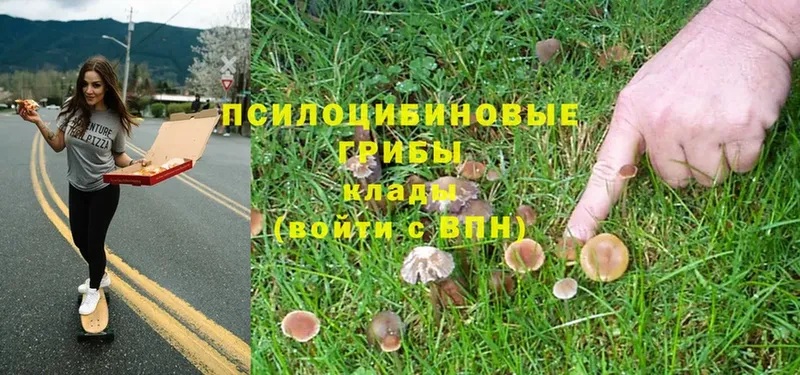 Галлюциногенные грибы Psilocybe  Мамадыш 